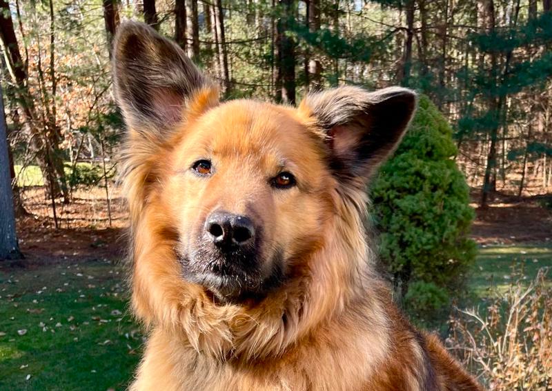 Star Meadow Animal Clinic Farmington Veterinarians